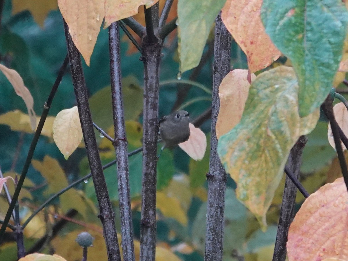 Золотомушка рубіновочуба - ML644714248