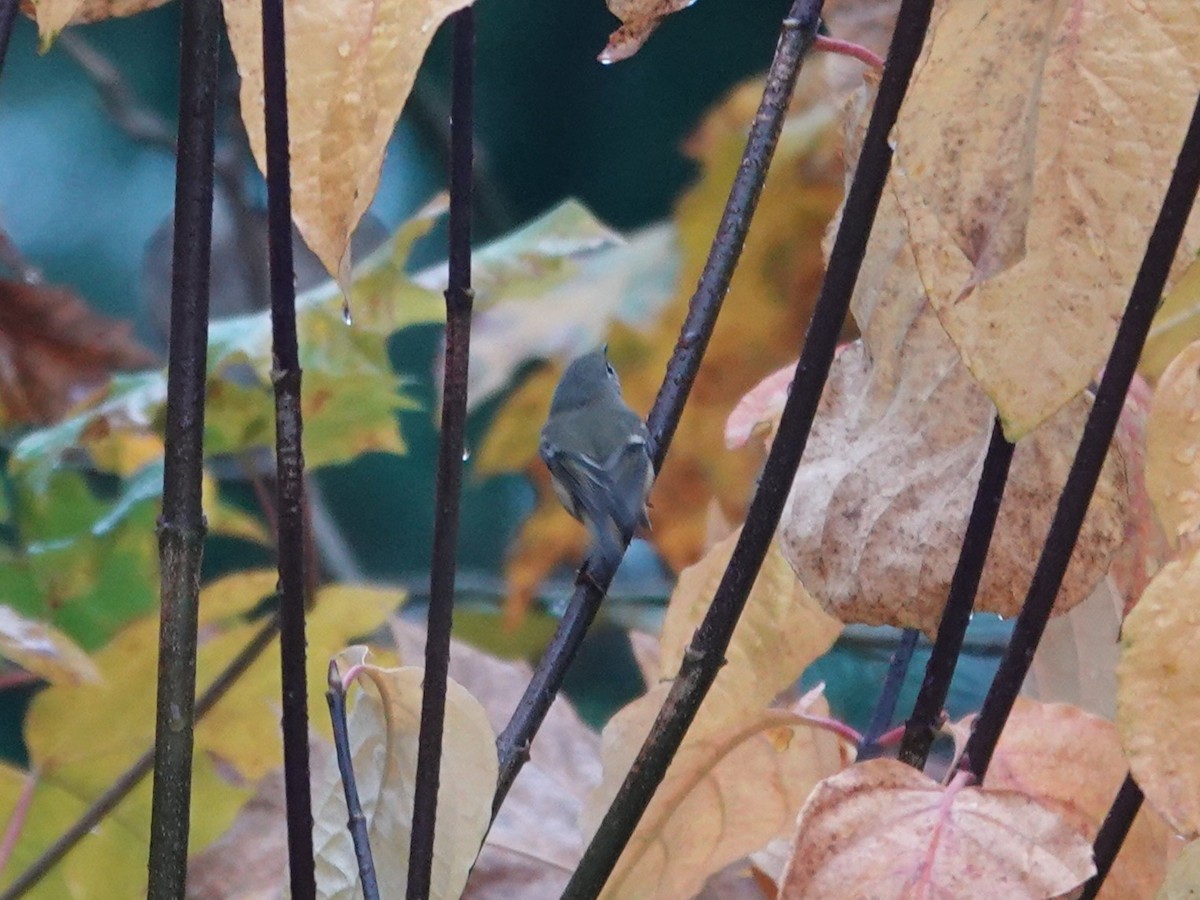 Золотомушка рубіновочуба - ML644714249