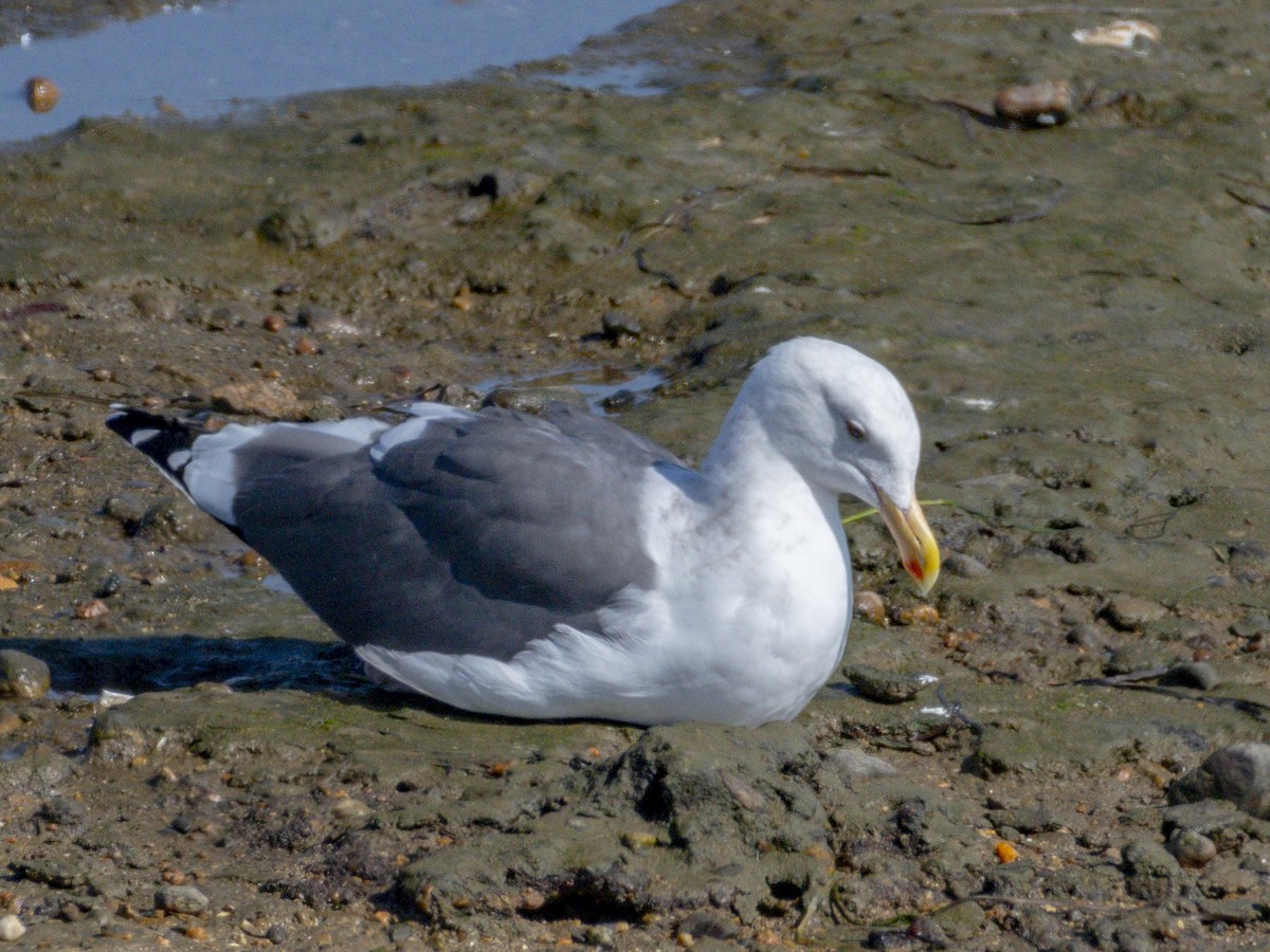 Мартин західний - ML644714255
