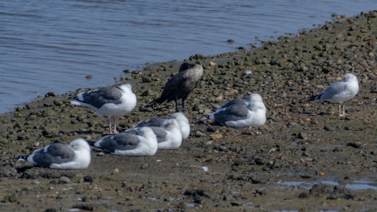 Мартин західний - ML644714256