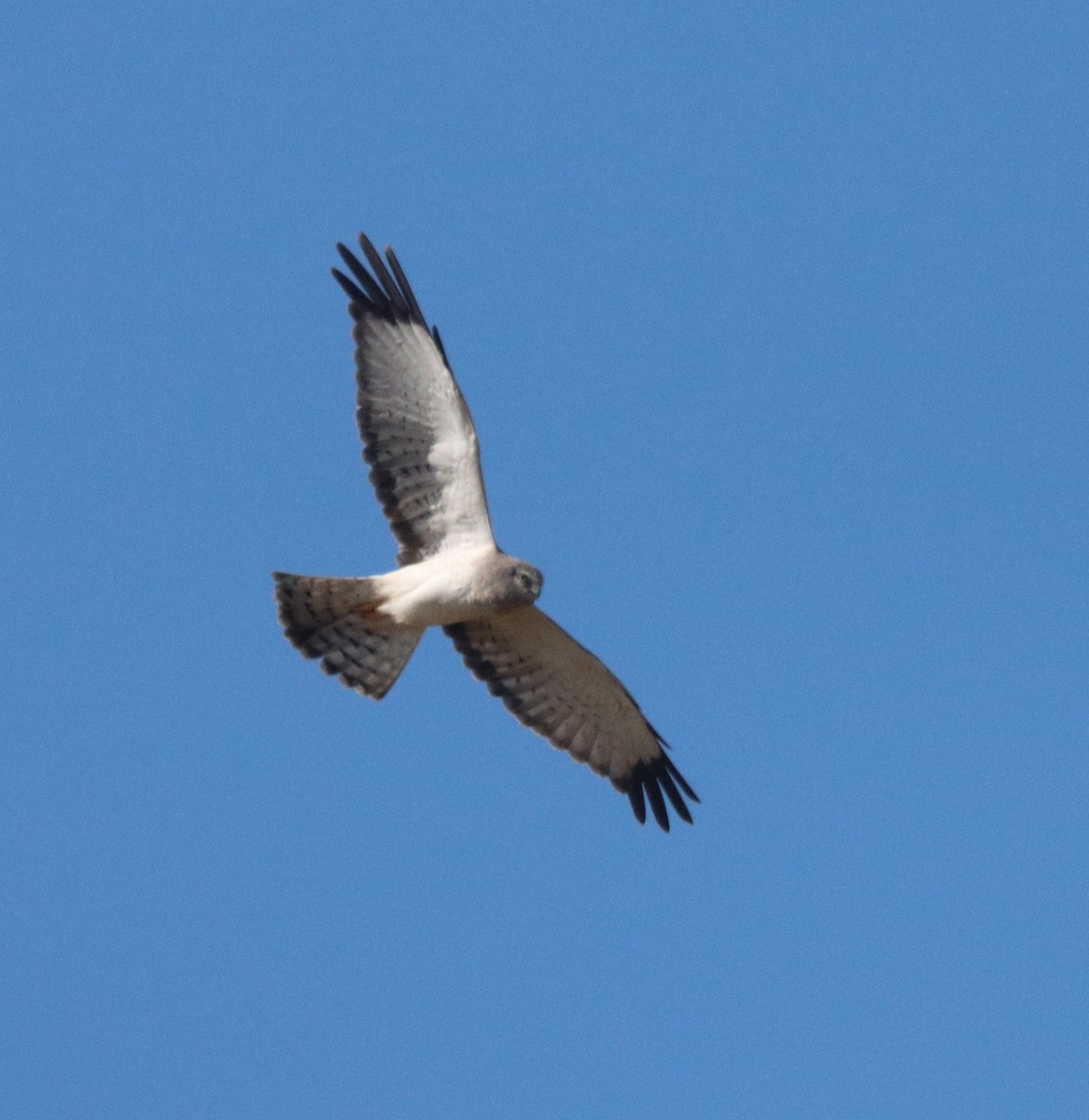 Northern Harrier - ML644714266