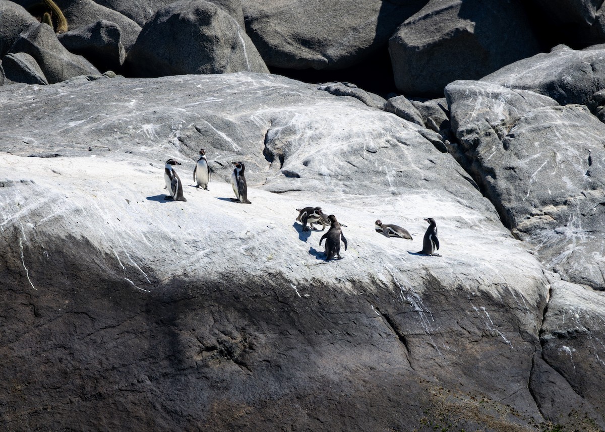 humboldtpingvin - ML644714268