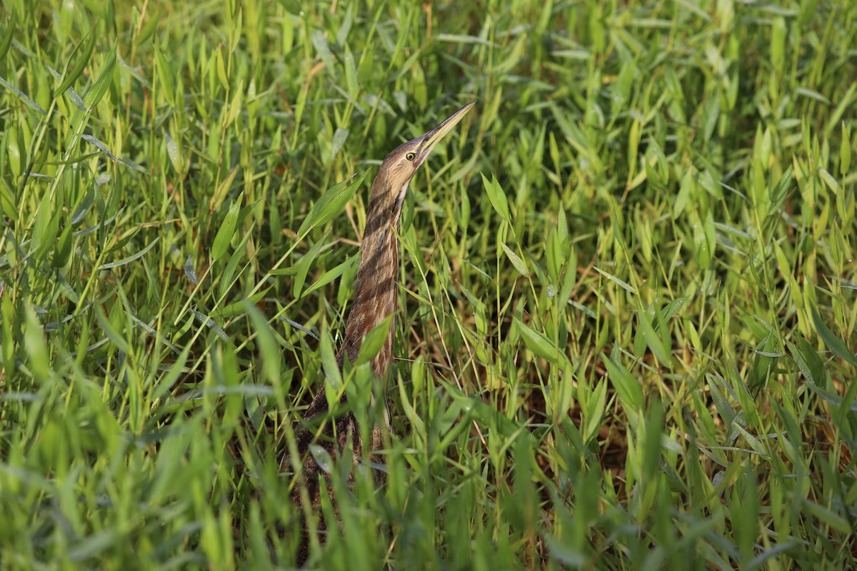 Amerika Balabanı - ML644714280