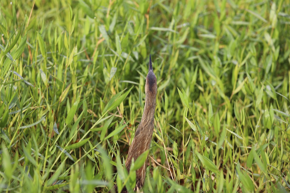 Amerika Balabanı - ML644714281