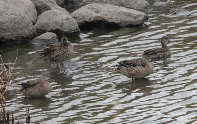 Blue-winged Teal - ML644714290