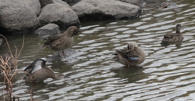 blåvingeand - ML644714291