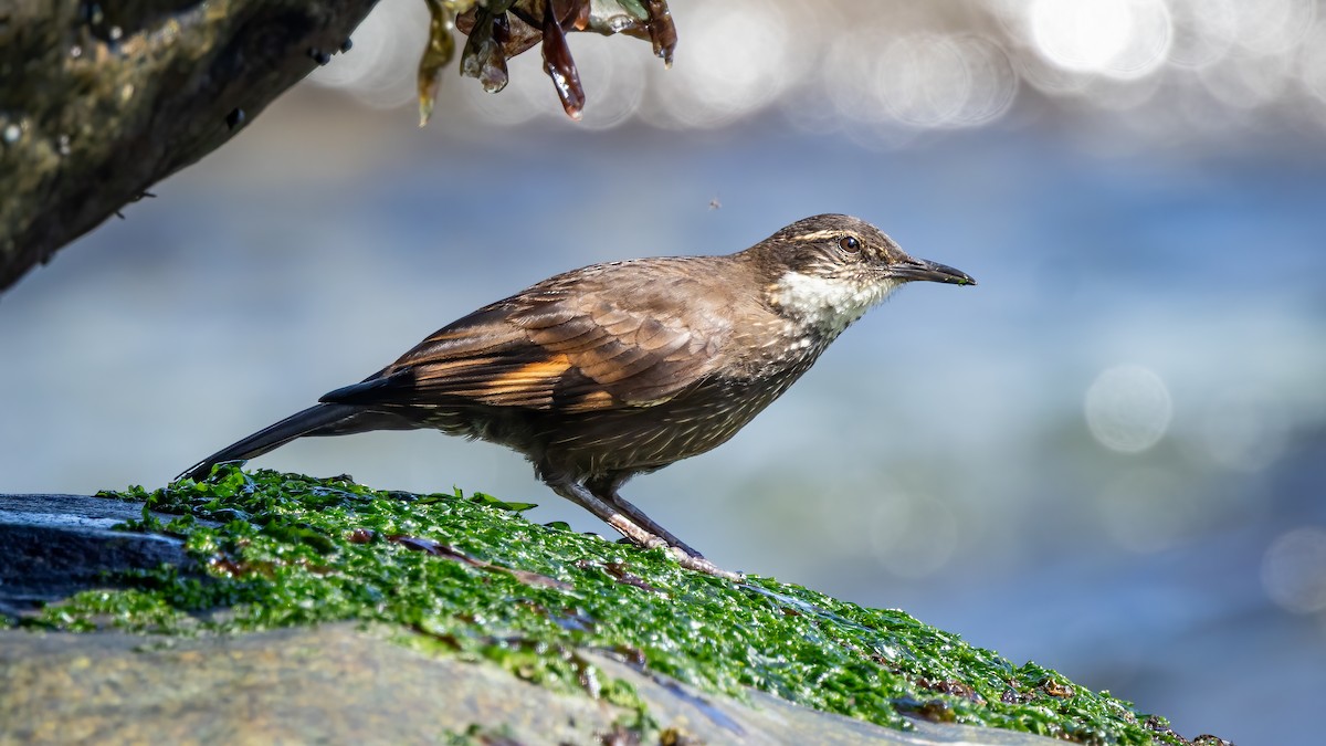 fjærebergkall - ML644714294