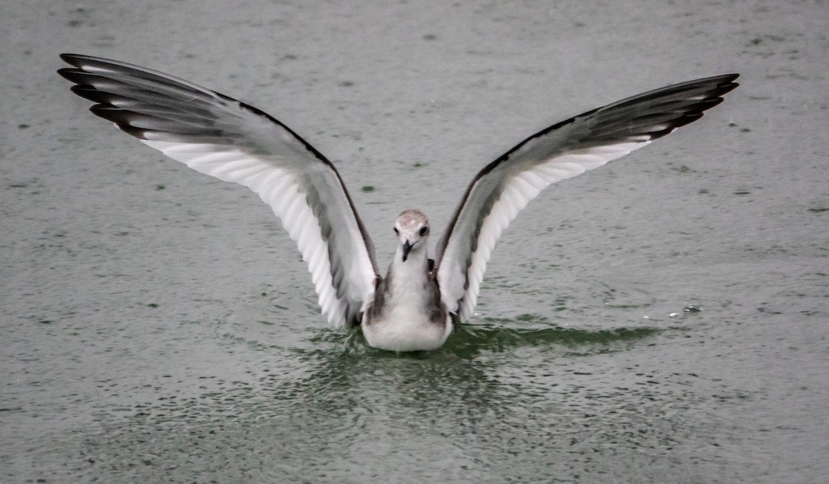 叉尾鷗 - ML644714296