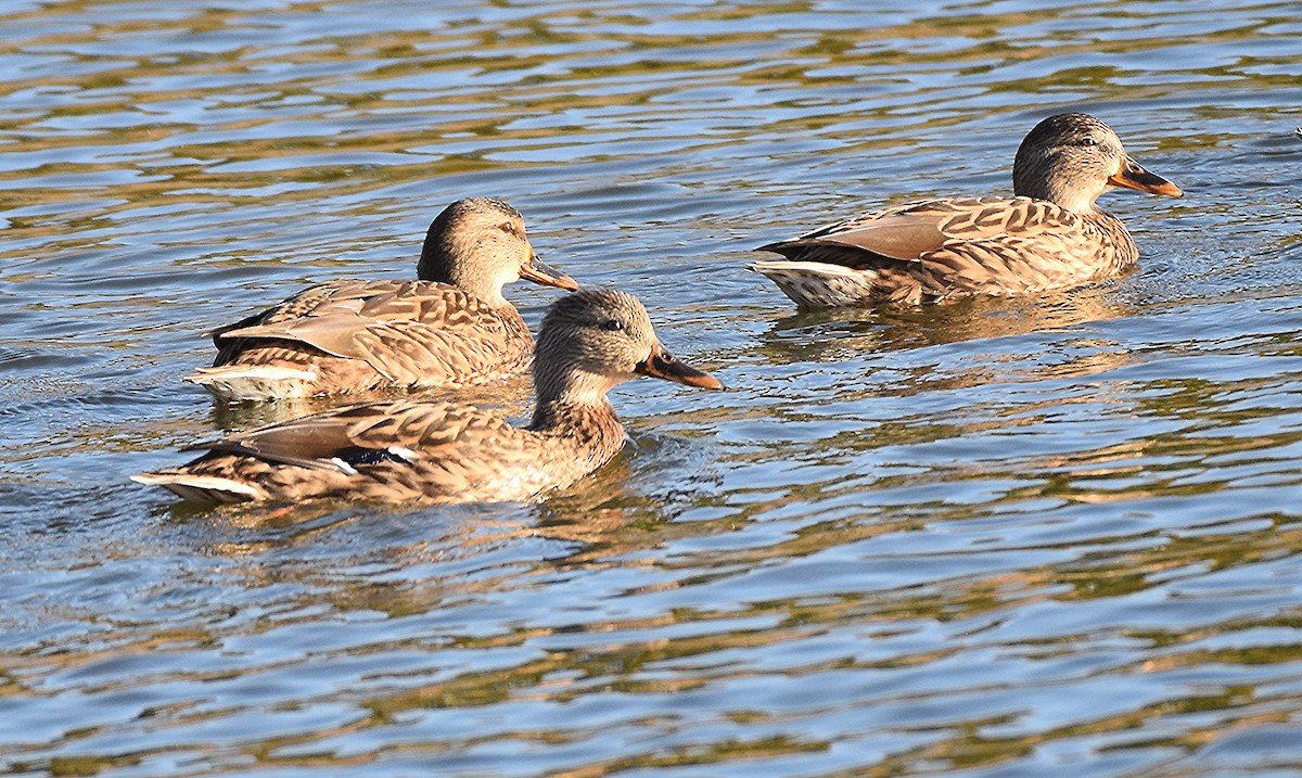 stokkand - ML644714297