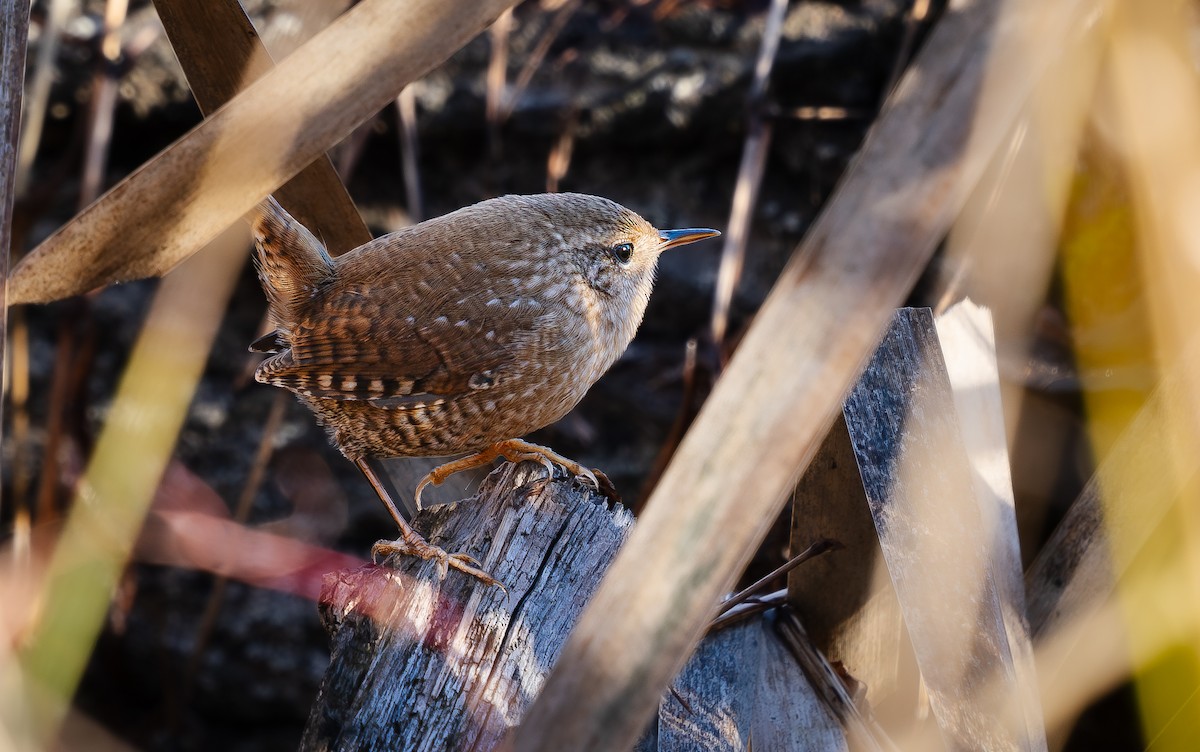 vintersmett - ML644714300