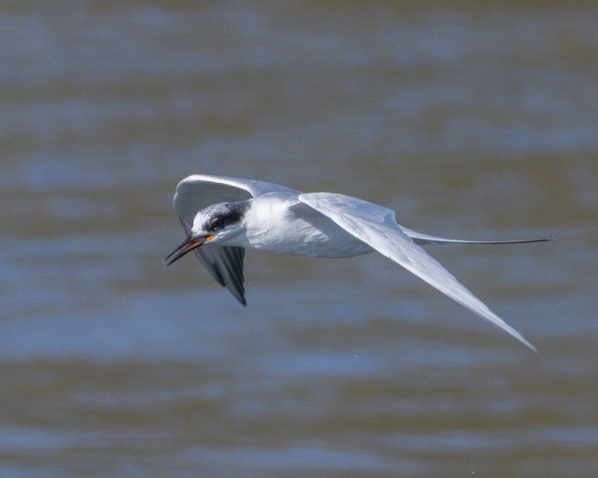 prærieterne - ML644714301