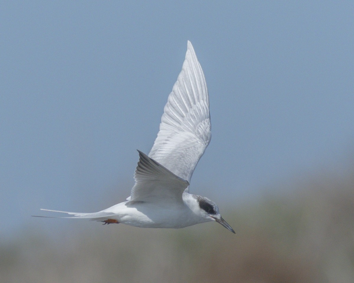 prærieterne - ML644714302