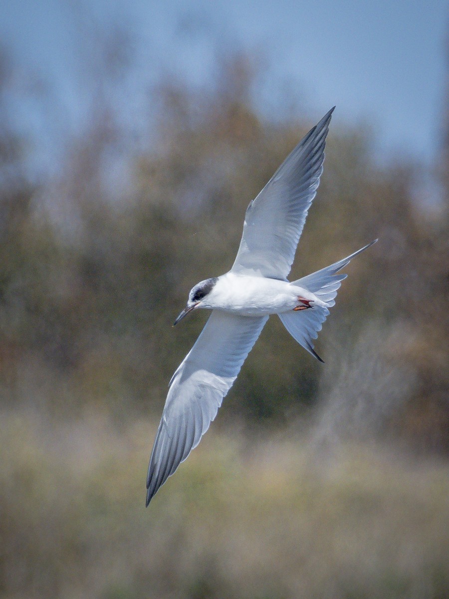 prærieterne - ML644714303