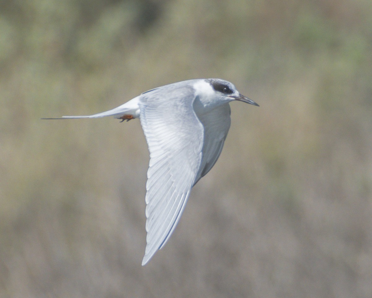 prærieterne - ML644714304