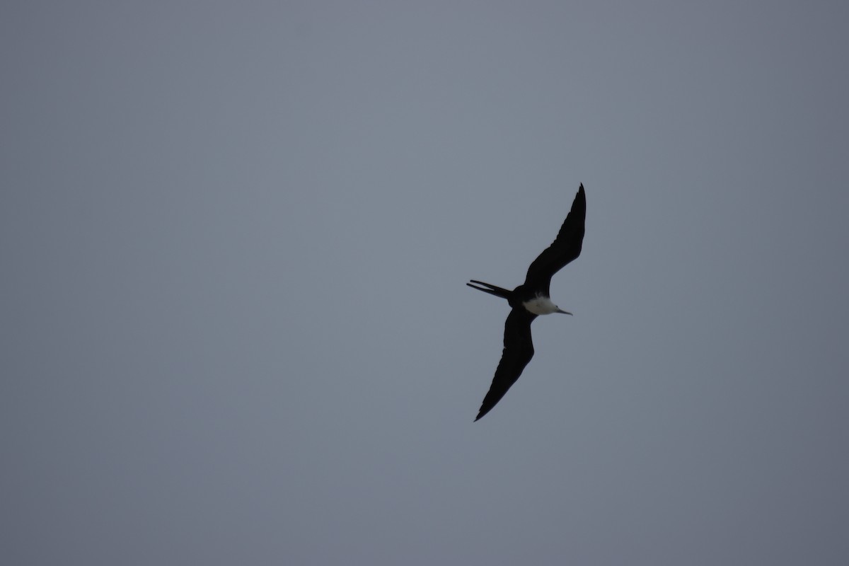 praktfregattfugl - ML644714305