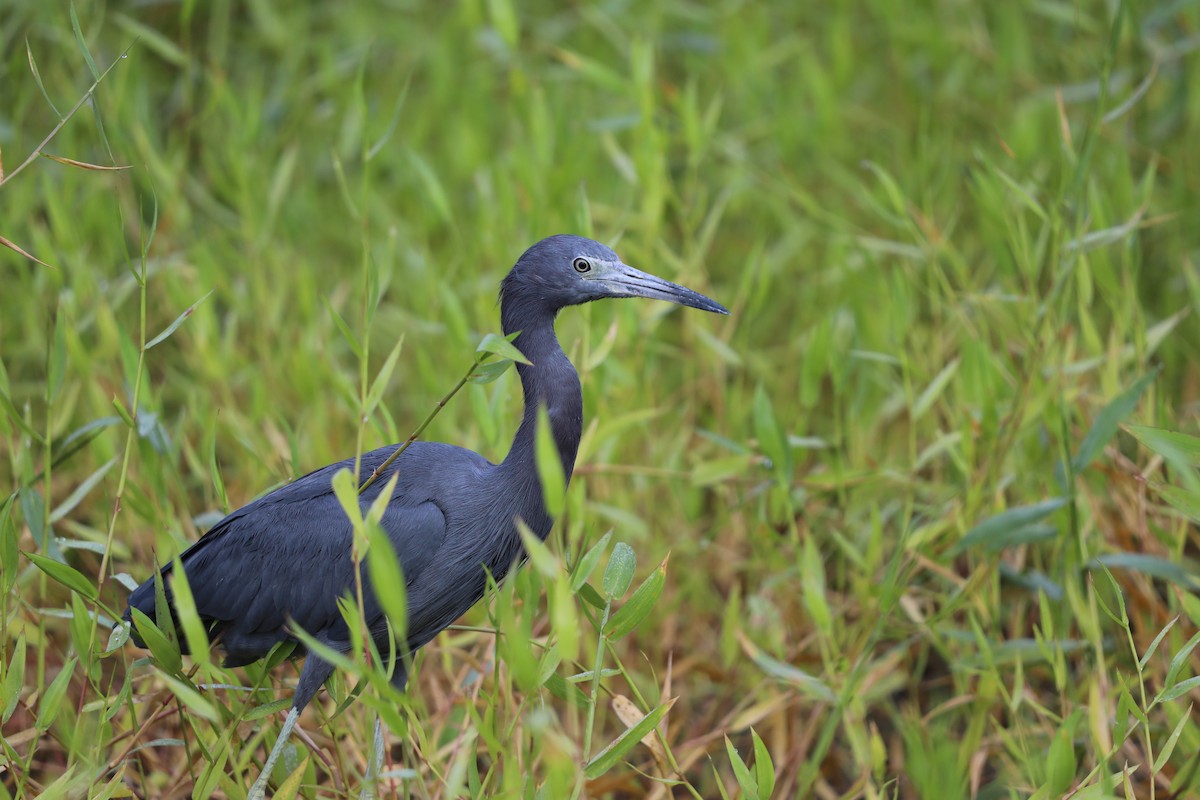 blåhegre - ML644714311