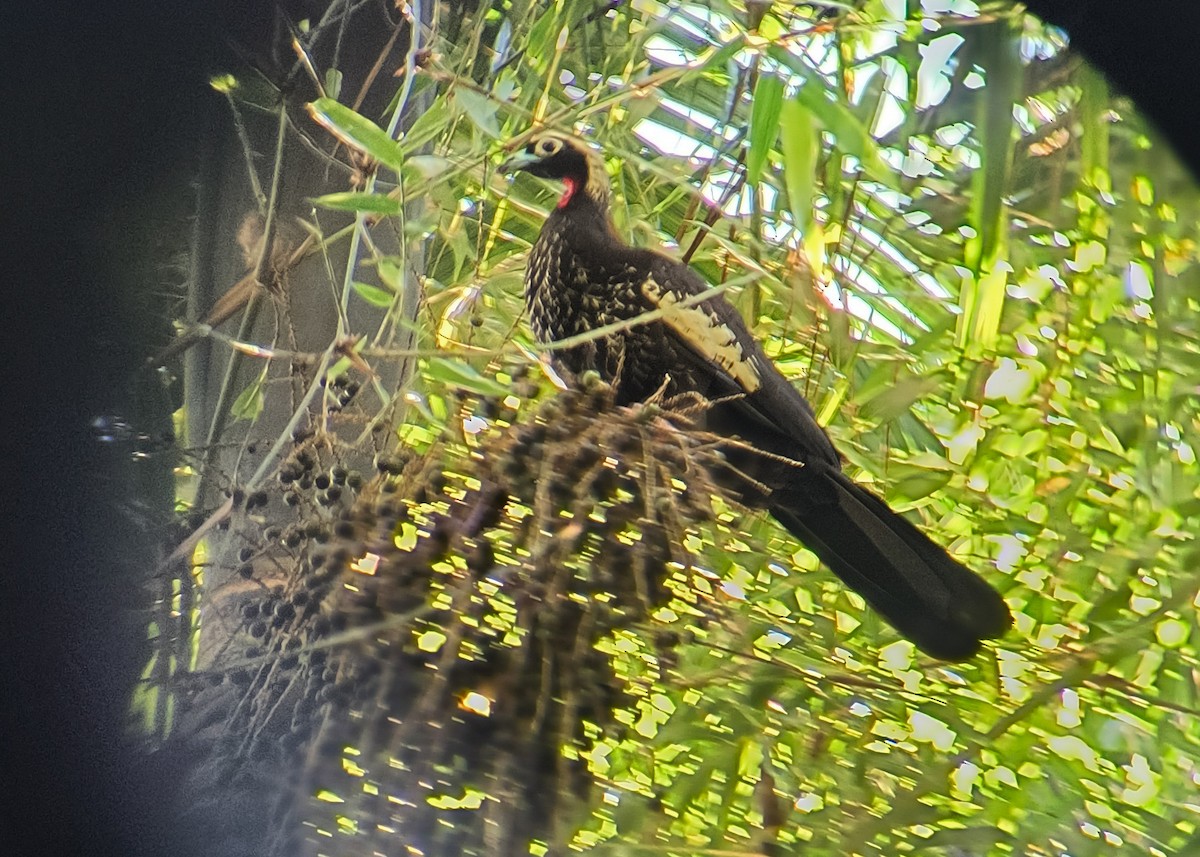 svartpannehokko - ML644714312