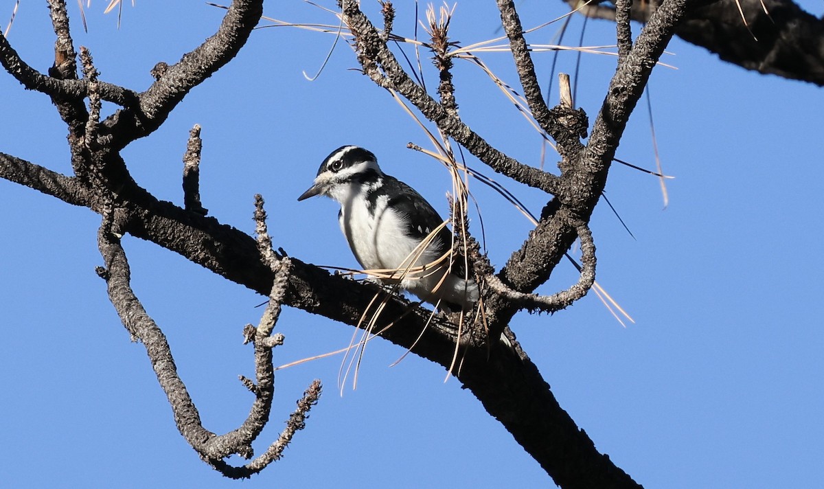 hårspett - ML644714313