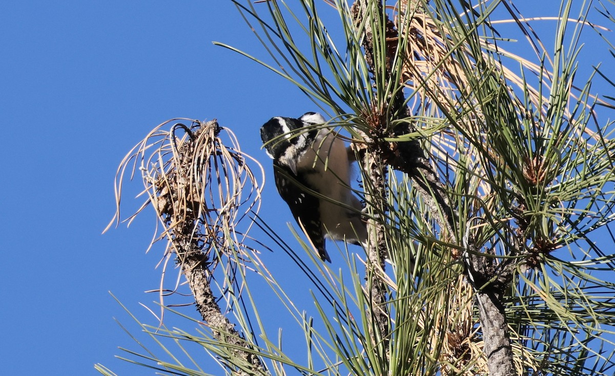 hårspett - ML644714317