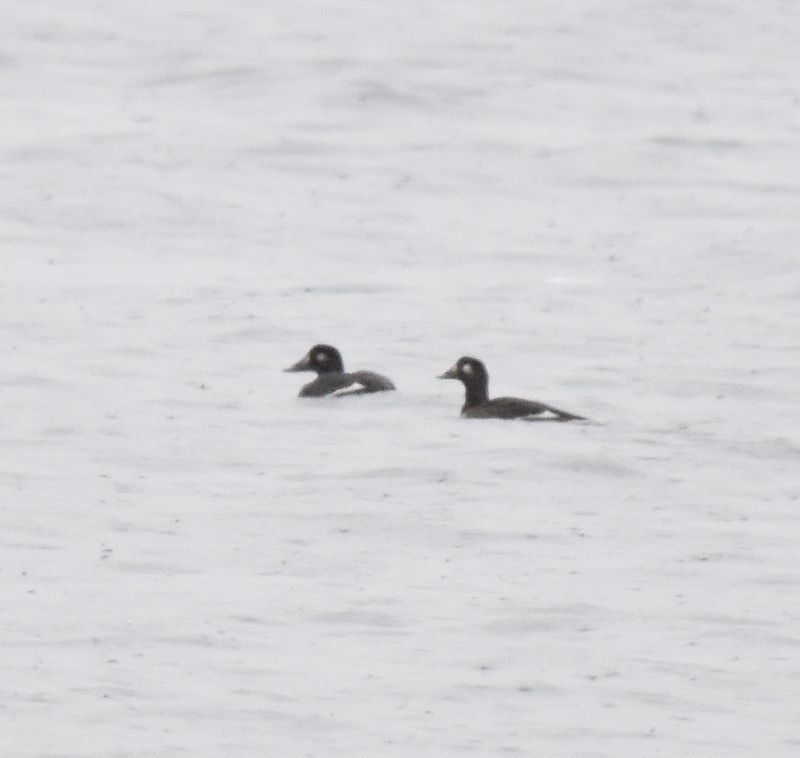 amerikasjøorre - ML644714318