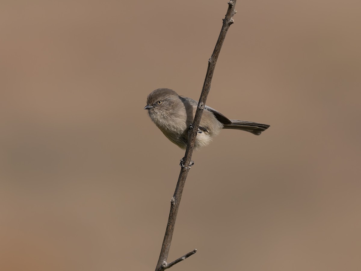 krattmeis (minimus gr.) - ML644714321