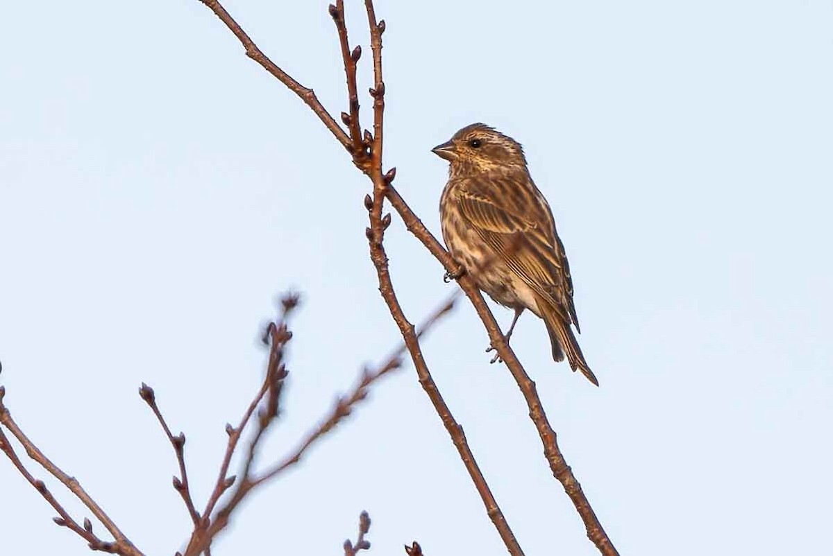 purpurfink - ML644714325