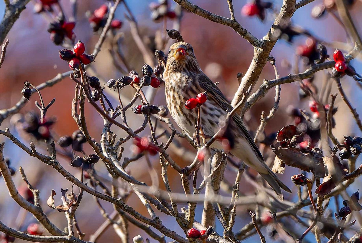 purpurfink - ML644714326