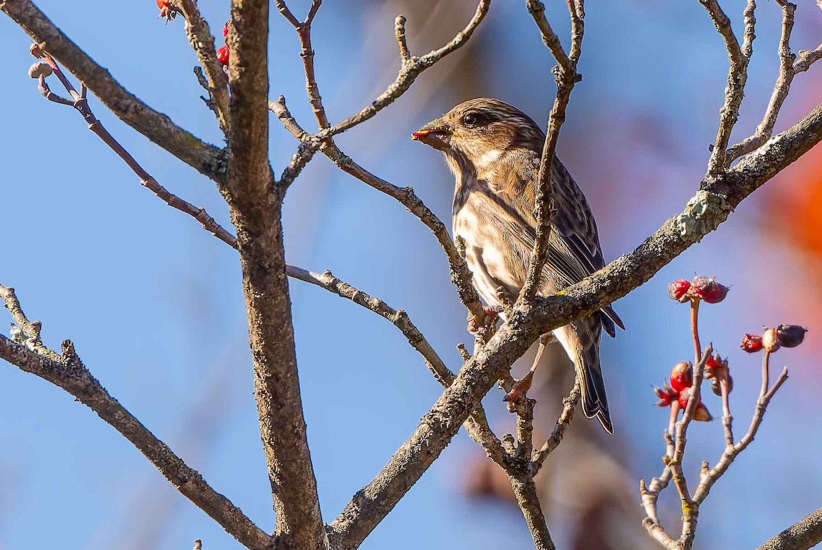 purpurfink - ML644714327