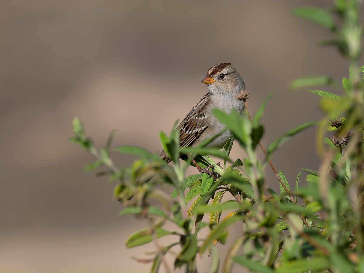 hvitkronespurv (gambelii) - ML644714328