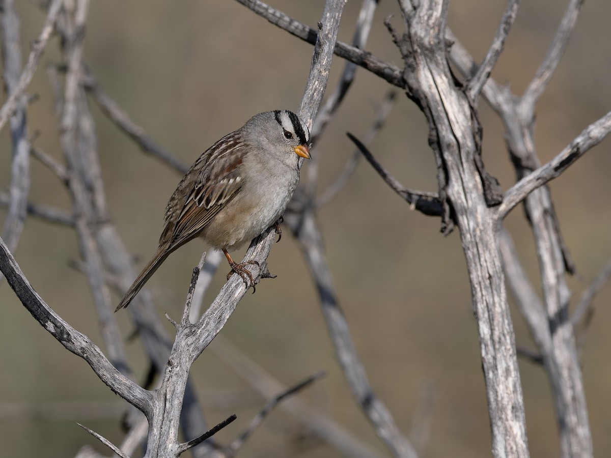 hvitkronespurv (gambelii) - ML644714329