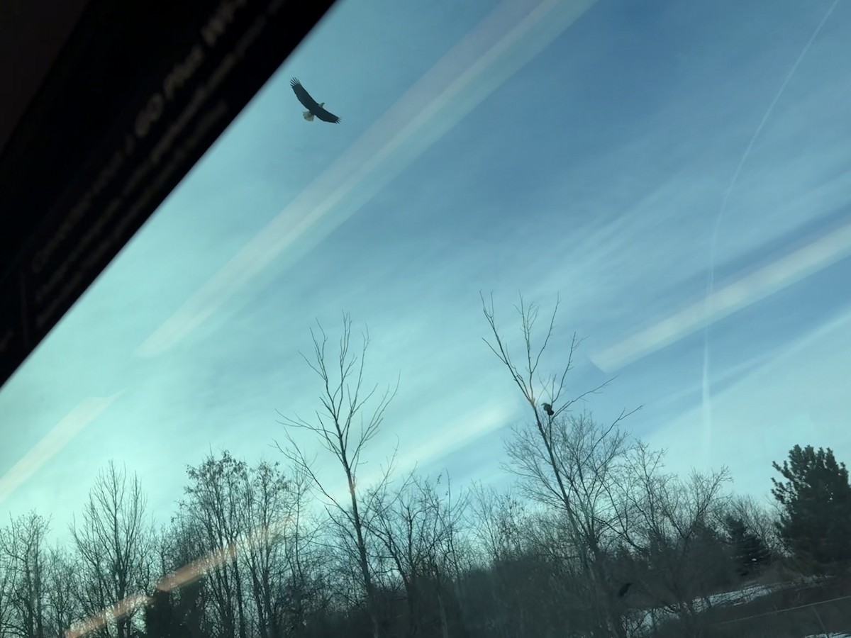 orel bělohlavý - ML644714331