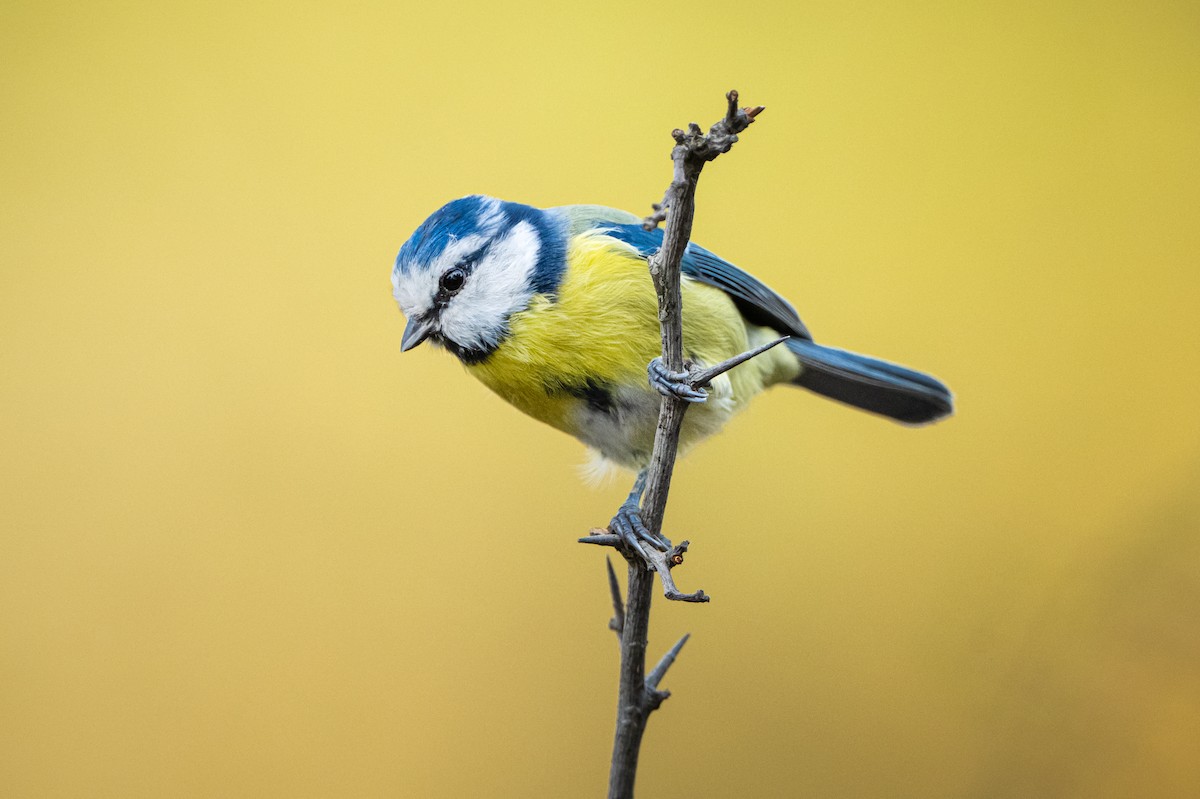 Eurasian Blue Tit - ML644714334