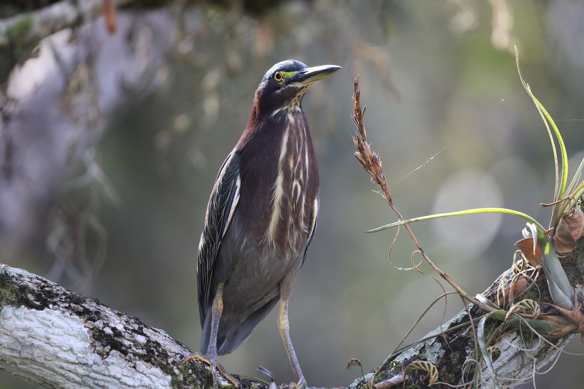 grønnrygghegre - ML644714355