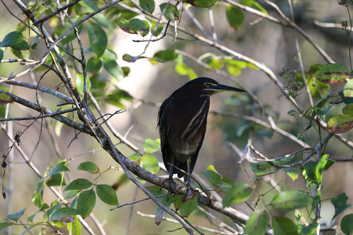 grønnrygghegre - ML644714356