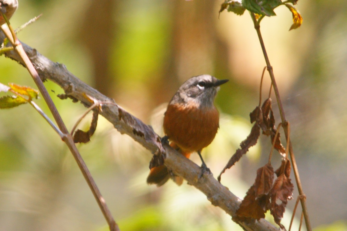 Synallaxe de Zimmer - ML644714360