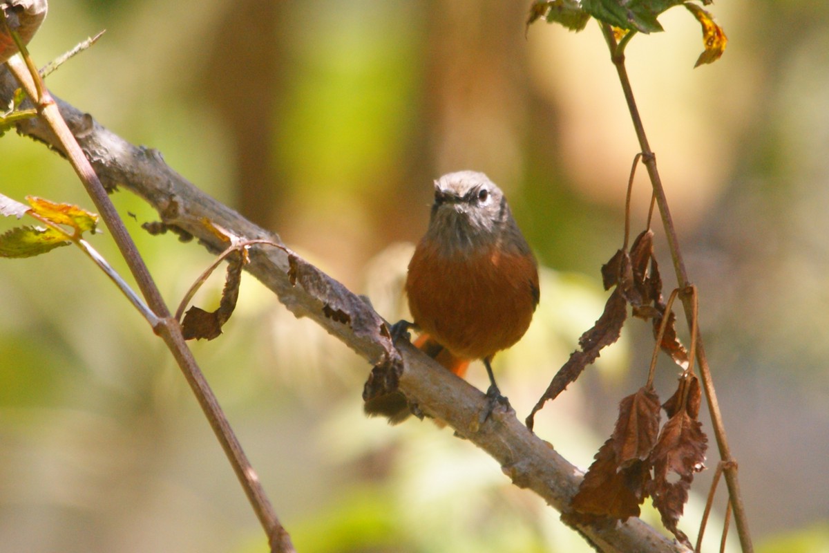 Synallaxe de Zimmer - ML644714361