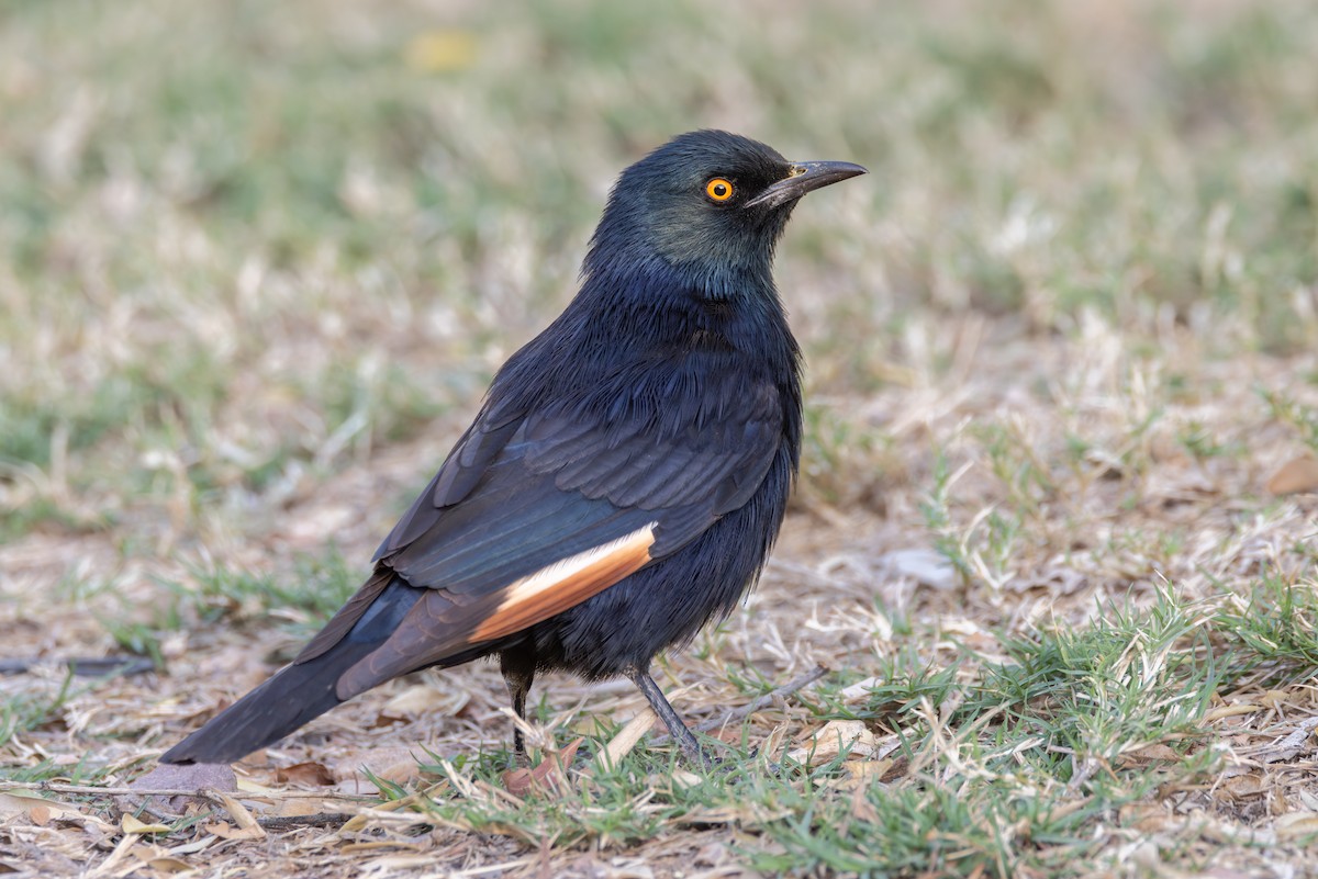 blekvingestær - ML644714373