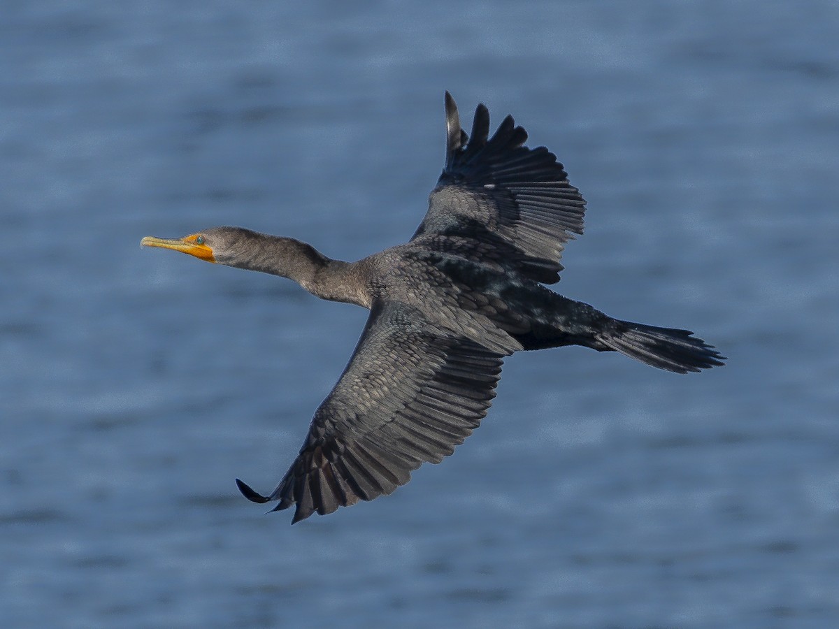 Double-crested Cormorant - ML644714377