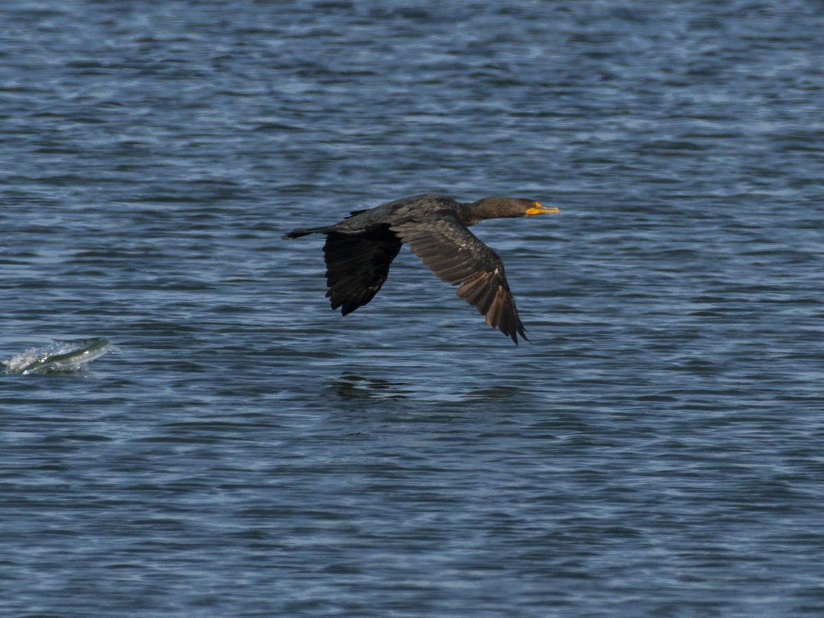 Double-crested Cormorant - ML644714378