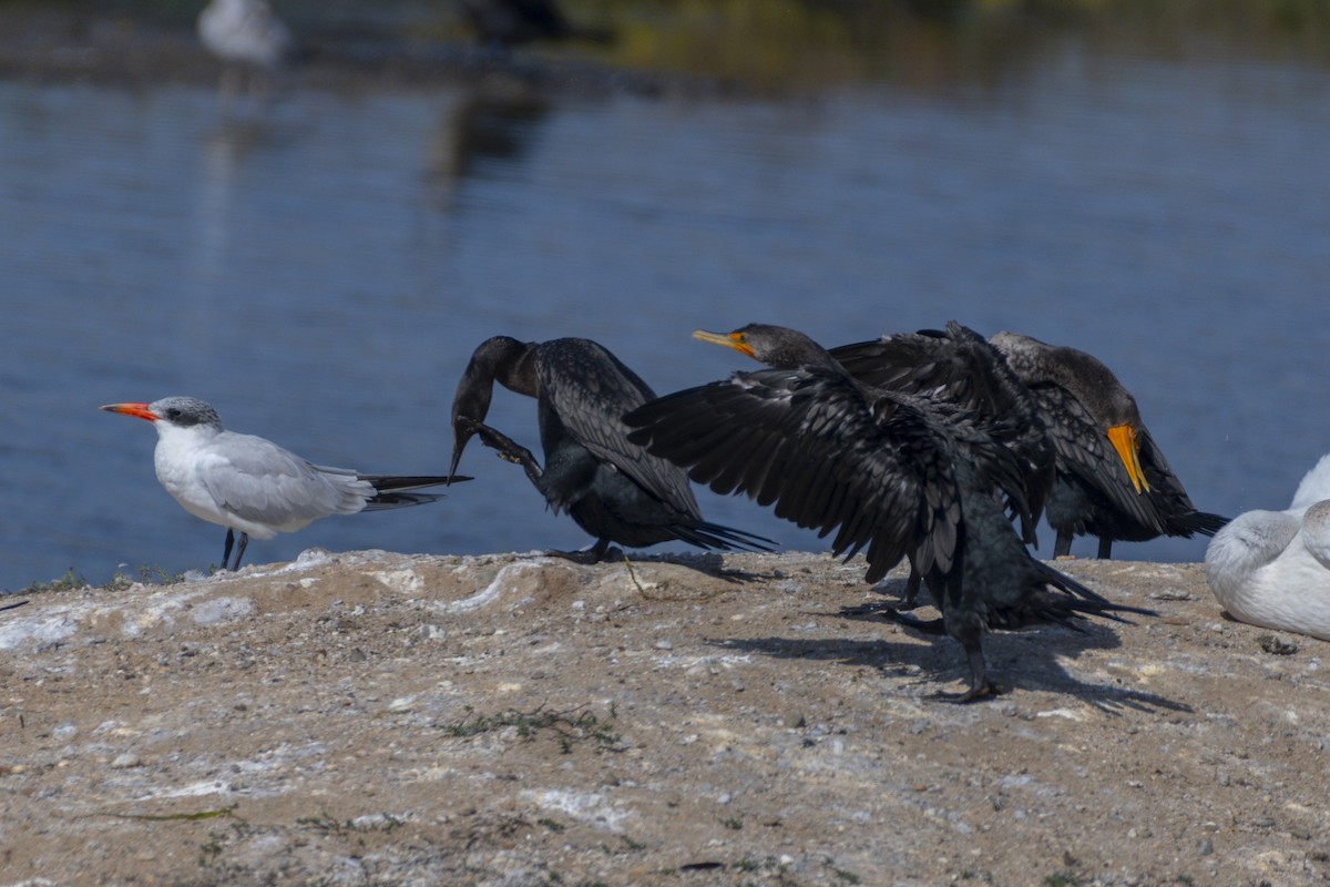 Double-crested Cormorant - ML644714379
