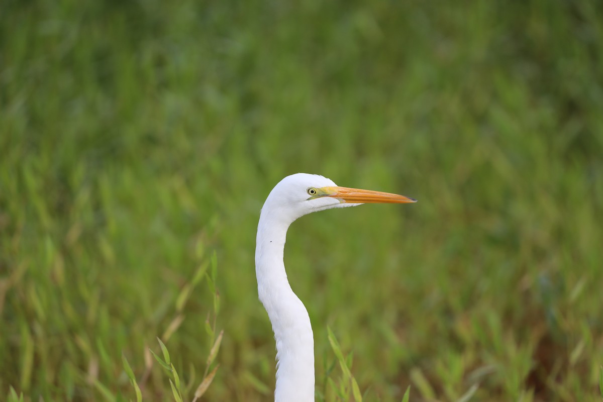 egretthegre - ML644714385