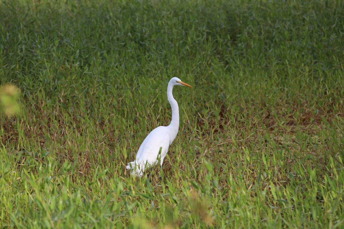 egretthegre - ML644714386