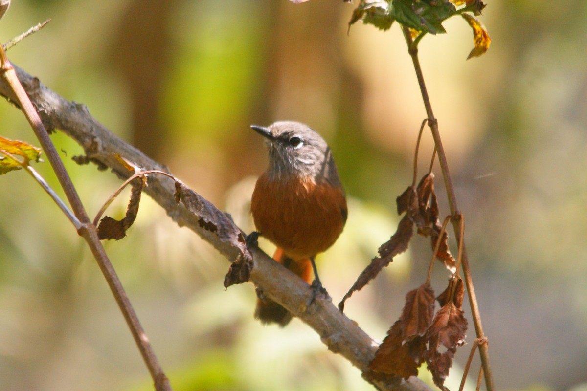 Synallaxe de Zimmer - ML644714398