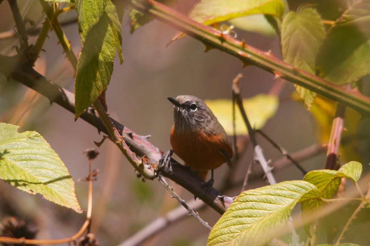 Synallaxe de Zimmer - ML644714399