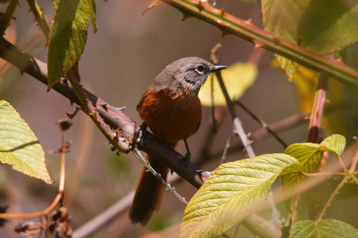 Synallaxe de Zimmer - ML644714400