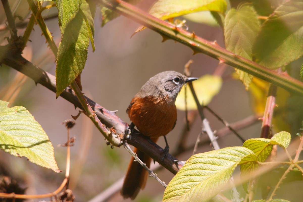 Synallaxe de Zimmer - ML644714401