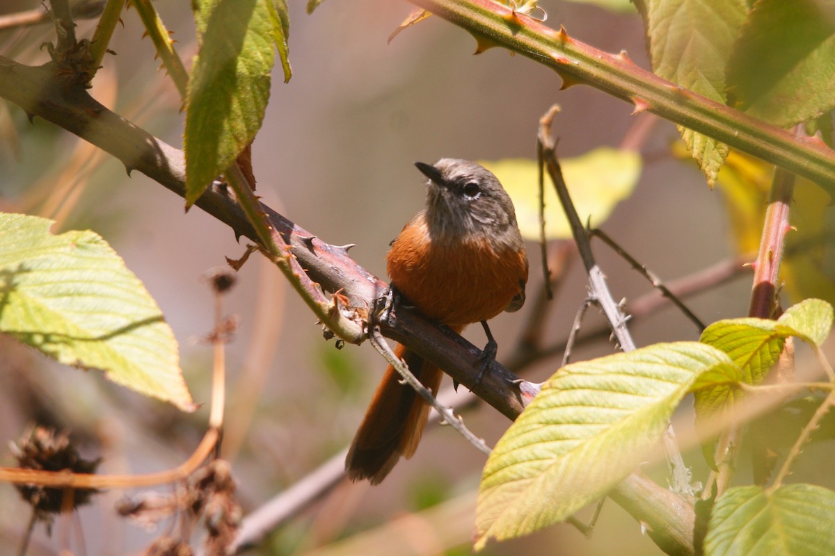 Synallaxe de Zimmer - ML644714410