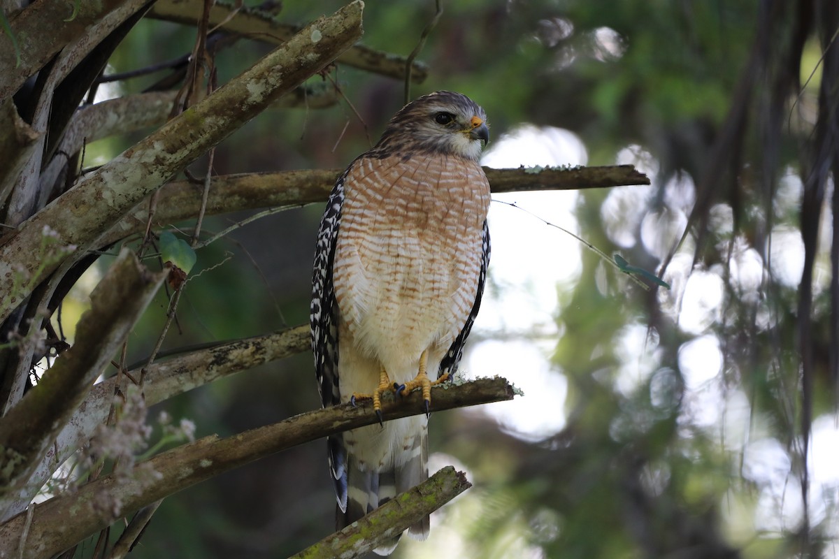 rødvingevåk - ML644714411