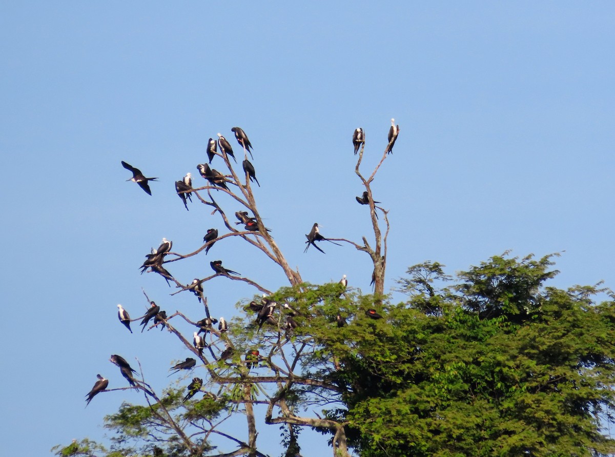 praktfregattfugl - ML644714413