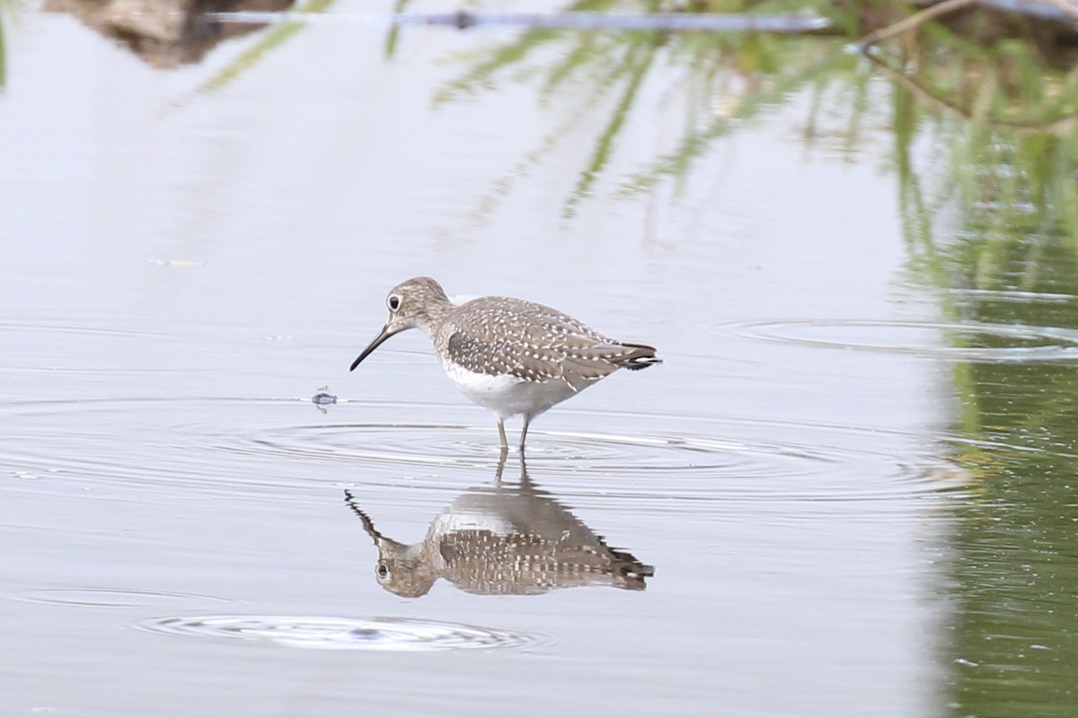 vodouš samotářský - ML644714428